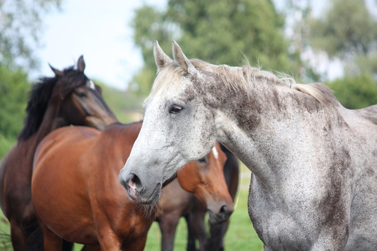 Gray latvian breed horse